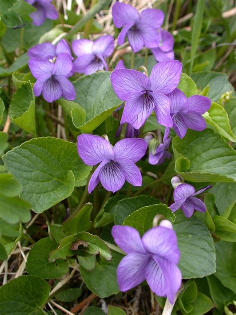 alaska violet