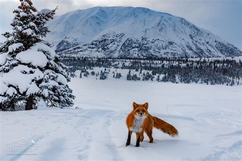 alaska wild