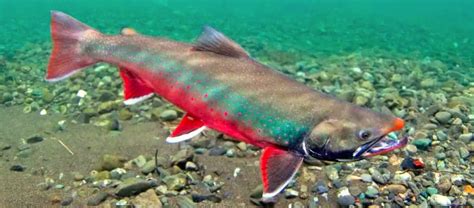 alaskan char fish