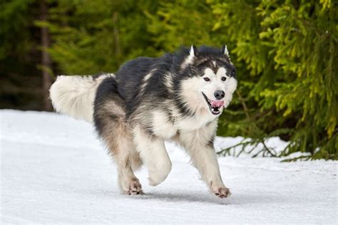 alaskan dog