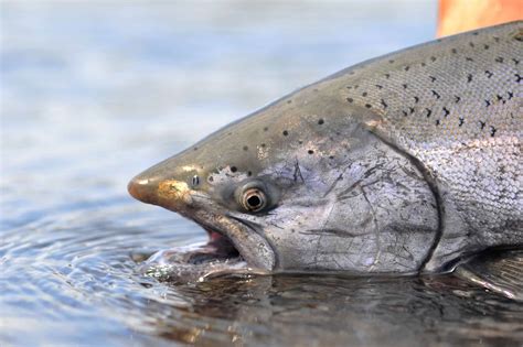 alaskan fish