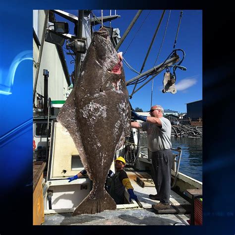 alaskan halibut