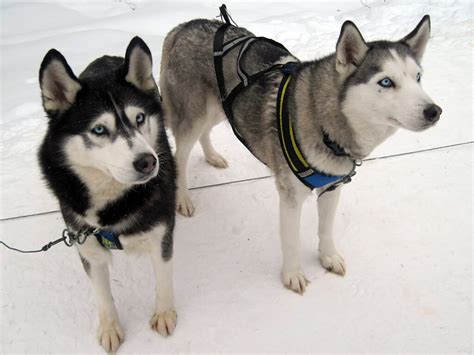alaskan huskies