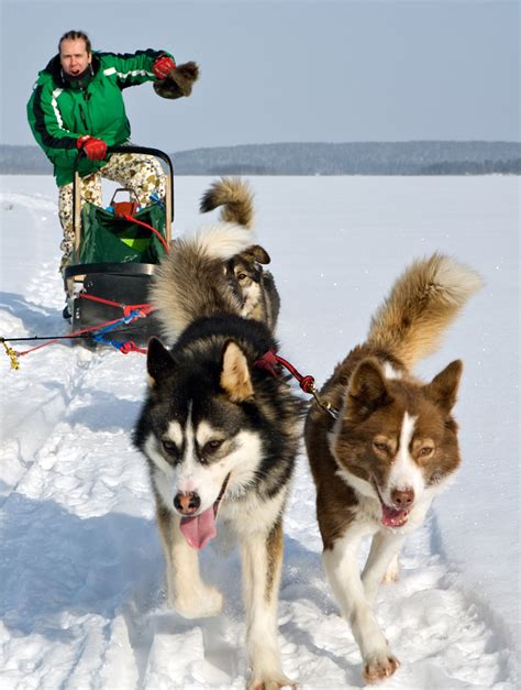 alaskan husky