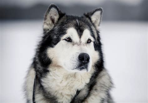 alaskan malamute