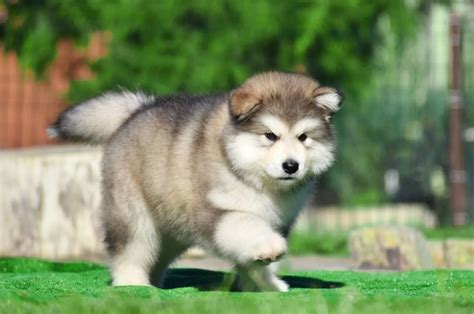 alaskan malamute height