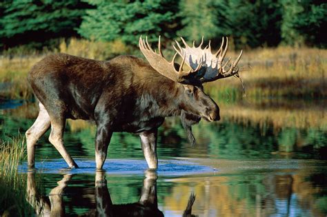 alaskan moose
