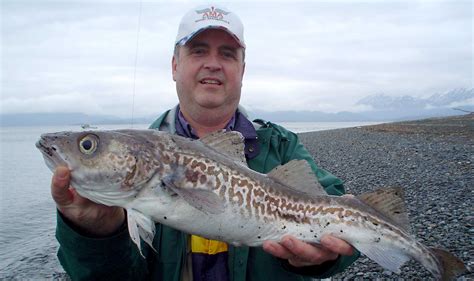 alaskan pollock