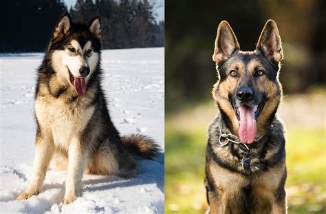 alaskan shepherd