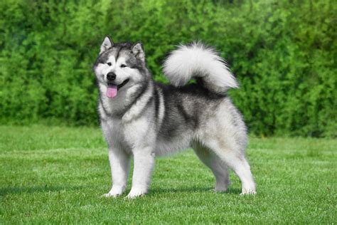 alaskan size