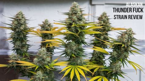 alaskan thunder strain