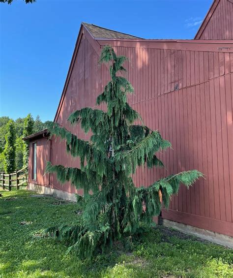 alaskan weeping cedar