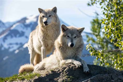 alaskan wolf