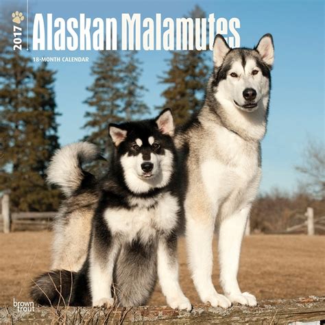 Read Online Alaskan Malamutes 2017 Square Multilingual Edition 