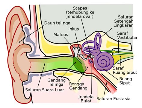 alat keseimbangan tubuh yang ada dalam telinga yaitu