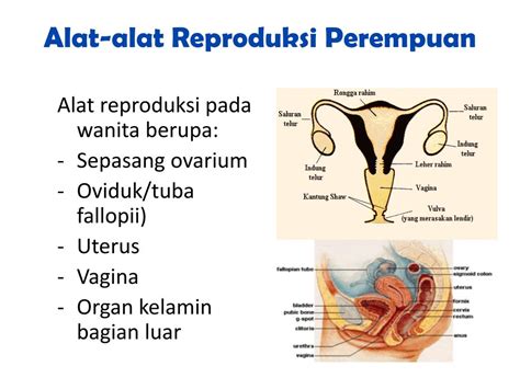 alat reproduksi wanita