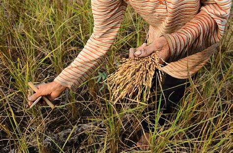 alat tradisional untuk memanen padi