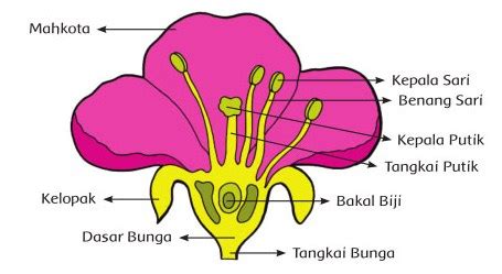 ALAT KELAMIN JANTAN PADA BUNGA ADALAH - alat kelamin jantan pada bunga adalah​