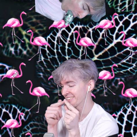 Albert Flamingo Pictures