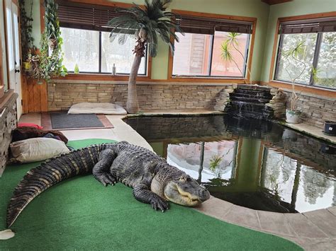 Albert The Alligator