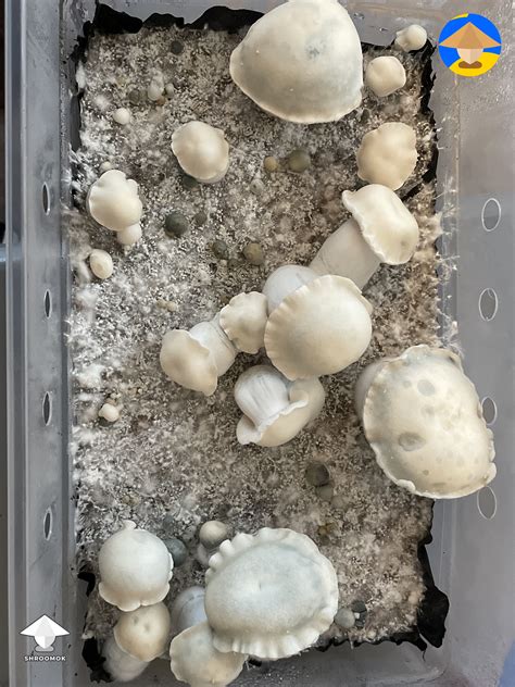 Albino Riptide