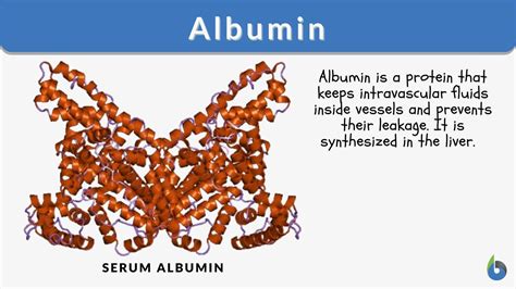 Albumin Structure Function And Uses
