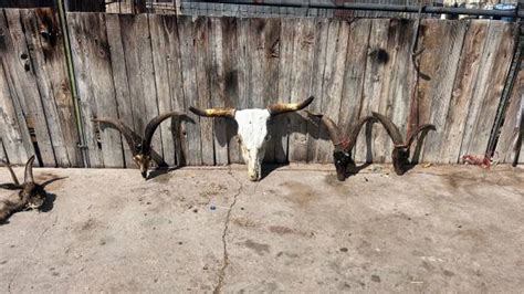 albuquerque for sale "cow skulls." - craigslist