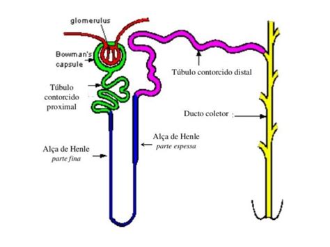 Alca De Henle