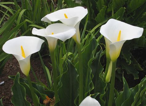 alcatraz flor