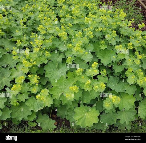 alchemilla mollis