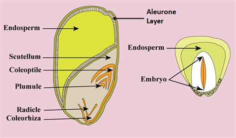 Aleurone Layer Ploidy