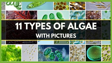 algae biography