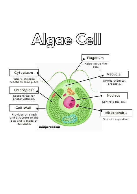 Algae Diagram