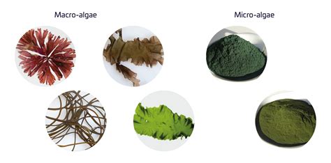 algae food examples