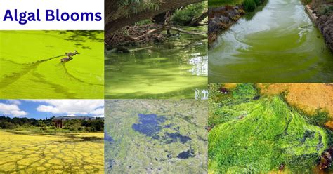 Algal Ecology