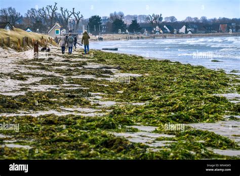 algen ostsee strand