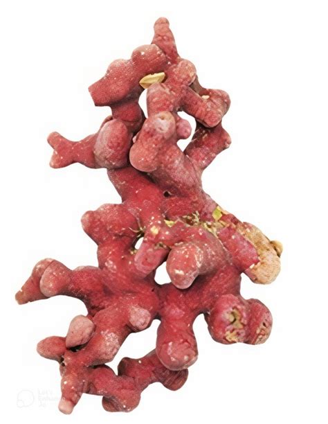 algue lithothamne wikipedia