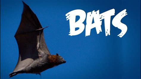 All About Bats For Kids Animal Videos For Bats Kindergarten - Bats Kindergarten