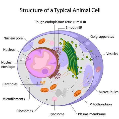 All About Cells And Cell Structure Parts Of 5th Grade Cells - 5th Grade Cells
