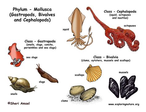 All About Crustaceans Mollusks Amp Cephalopods For Kids Crustacean Worksheet For Kindergarten - Crustacean Worksheet For Kindergarten