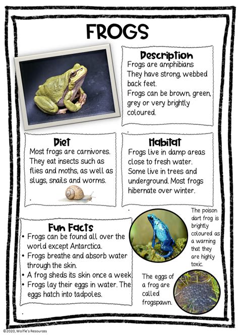 All About Frogs For Kids And Teachers Kiddyhouse Frogs Kindergarten - Frogs Kindergarten