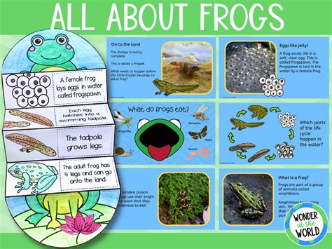 All About Frogs Presentation And Life Cycle Activity Life Cycle Of A Frog Activity - Life Cycle Of A Frog Activity