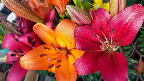 All About Lily