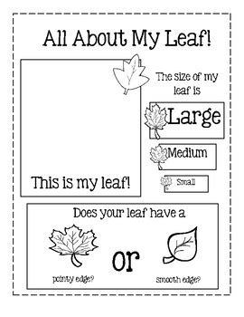 All About My Leaf Activity Teacher Made Twinkl Leaf Activity Worksheet - Leaf Activity Worksheet
