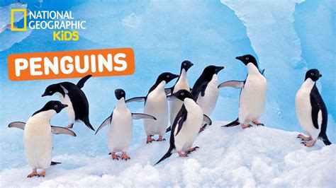 All About Penguins Nat Geo Kids Penguins Playlist Penguins Kindergarten - Penguins Kindergarten