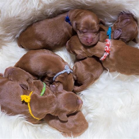 All About Puppies