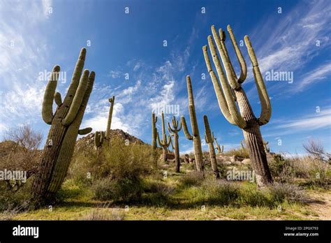 all about saguaros