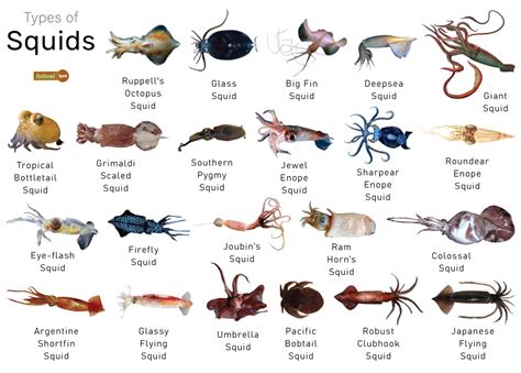 all about squids