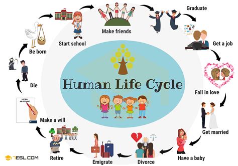All About The Life Cycle Of A Mouse Life Cycle Of A Mouse - Life Cycle Of A Mouse