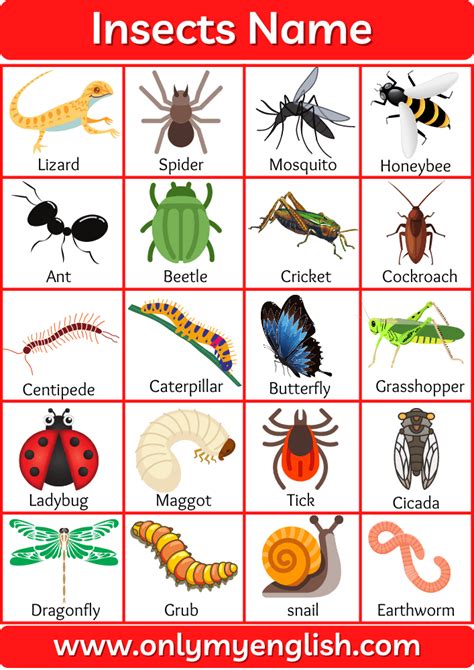 All Insects Name List